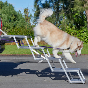 4 Stepper Unfolded on Ute with dog - Road Dog